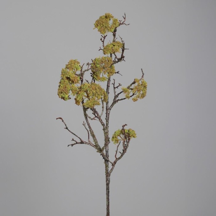 RAMO RICOPERTO DI MUSCHIO H.102